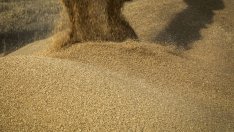 Нестабилната търговска политика на САЩ оказва натиск върху цените на пшеницата и царевицата