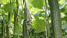 Българските градинари искат над 5 млн. лв. компенсации заради Ешерихия коли