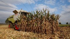 Много европейски фермери са застрашени от фалит заради сушата 