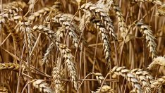 Зърнопроизводители: Започваме протести, ако не сме в „украинската помощ“ до края на седмицата