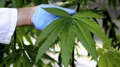 Компании планират да вложат над 1 млрд. евро в отглеждане на канабис в Гърция