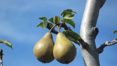 България е на пето място в ЕС по площ на градините с праскови