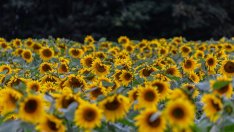 Преработватели на маслодайни култури у нас очакват с 40% по-ниски продажби