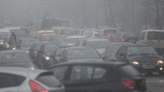 Ц. Цанева: Вносът на автомобили у нас е абсолютно блокиран