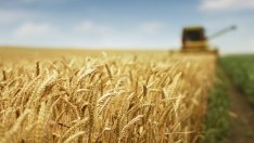 Собствениците разпродават ниви до 10 дка