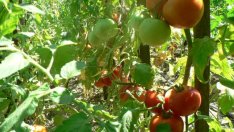 Производството на домати, дини и картофи в България намалява