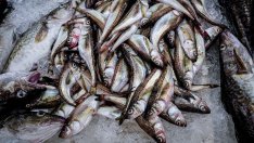 Русия ще опита да вземе дела на Япония във вноса на рибни продукти в Китай