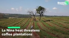 Лошото време заплашва реколтата от кафе в Бразилия