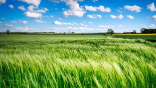 Силният пазар на зърно увеличава над два пъти приходите на "Агрия Груп Холдинг"