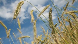 През февруари Адванс Терафонд е закупил 544 дка земеделска земя 