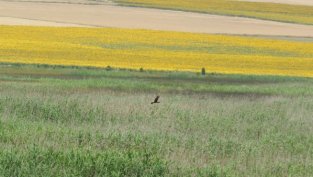Оборотните кредити на "Елана Агрокредит" почти покриват по-малкото сделки