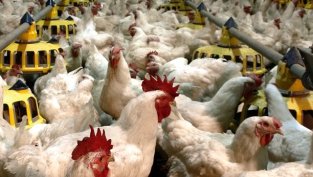 "Градус" увеличи с 9% продажбите на вътрешния пазар