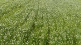 Пожарите като начин за нелоялна битка между фермерите