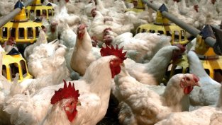 Спад на продажбите на зърно и промяна в отчитането на субсидии притискат печалбата на "Градус"