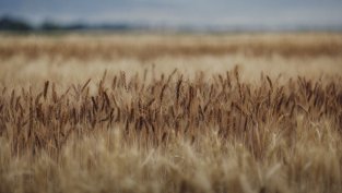 &bdquo;Зърнени храни България&ldquo; отчита 46% ръст на печалбата към края на юни