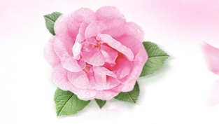 "Българска роза" ще плати дивидент по 0,05 лева на акция