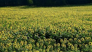 Дъщерно дружество на "Агрия ГХ" ще строи нов завод със заем за 35 млн. евро от ЕИБ