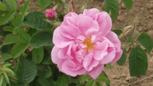 Продажбите на "Българска роза"-Карлово намаляват през третото тримесечие