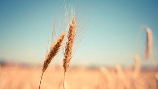 &bdquo;Агрия&ldquo; е придобила 50% от добричко дружество за търговия на течни горива