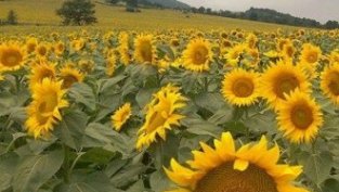 Адванс Терафонд е договорил продажбата на още 1 219 дка през август