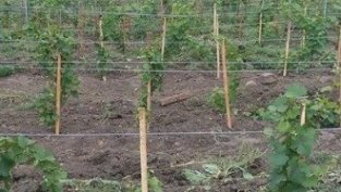 Елана Агрокредит със 7,2 ст. печалба на акция за деветмесечието