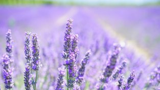 Свитото потребление намали печалбата на &bdquo;Лавена&ldquo; за деветмесечието