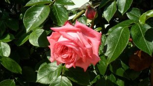 Акционерите на "Българска роза" одобриха дивидент от 0,075 лева на акция