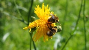 Акционерите на "Бии Смарт Текнолоджис" ще гласуват освобождаването на членове на СД