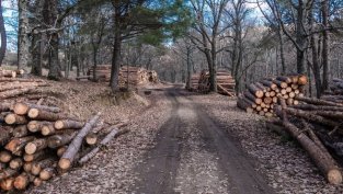 „Свилоза” спря работа заради недостиг на суровина, заяви Красимир Дачев