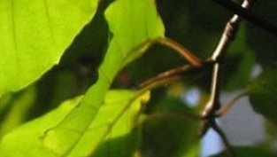 Свилоза АД с 68% спад на консолидираната печалба през 2016