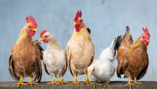 &bdquo;Градус&ldquo; продължава с обратното изкупуване на акции и вече притежава 1,37% от капитала