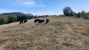 "Агро Финанс" договори с 2,5% по-ниска рента до 52,14 лв. на декар