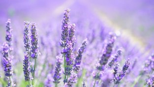 "Лавена" предостави 1 млн. лв. безлихвен заем на дъщерно дружество