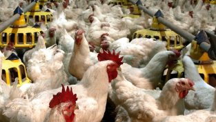 "Градус" инвестира в автоматизирана разфасовъчна линия за месо