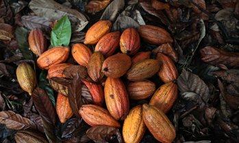 Какаото поевтинява, но това не успокоява производителите на шоколад