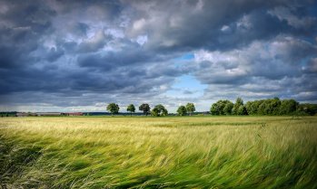 Средната рента на декар на „Адванс Терафонд“ спада за втора поредна стопанска година