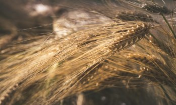 Стоковите пазари по света останаха спокойни през седмицата