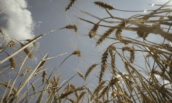 Износът на руска пшеница през Азовско море се сви наполовина през юли