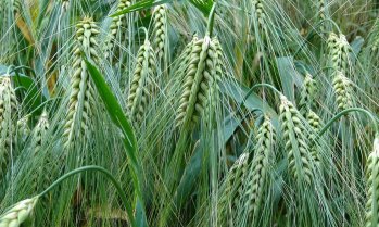 Пшеницата и царевицата поевтиняха на световните борси през седмицата