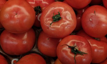 Цената на едро на доматите у нас е нараснала с 16% тази седмица
