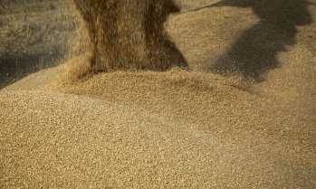 Нов фючърс върху пшеница от Румъния и България се превръща в международен бенчмарк за цените