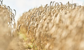 Латвия планира мито от 300% върху зърното от Русия и Беларус