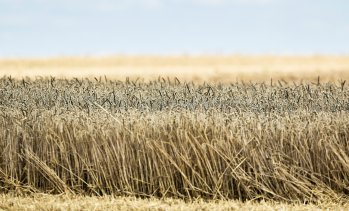 80% от черноморските зърнени терминали на Русия могат да заработят отново, ако атаките спрат