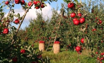 Има ли начин биопродуктите да влязат в &bdquo;Кошница с грижа&ldquo;