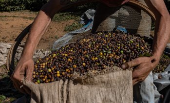 През следващите години кафето от Бразилия може да има по-различен вкус