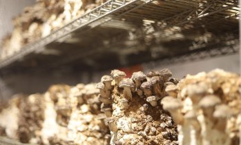 Biomyc стартира производство в България на гъбен мицел - иновация в опаковките и транспортирането