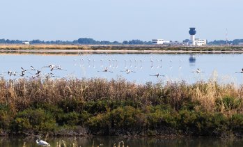 Семейство Тръмп се стреми да разшири имотната си империя в Европа