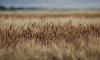 &bdquo;Зърнени храни България&ldquo; отчита 46% ръст на печалбата към края на юни