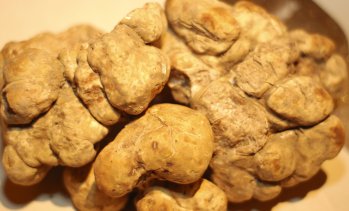 Ловци на трюфели в Хърватия преследват един от най-скъпите деликатеси в света