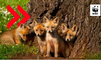 WWF България и УниКредит Булбанк с дарителска кампания за опазване на българската природа